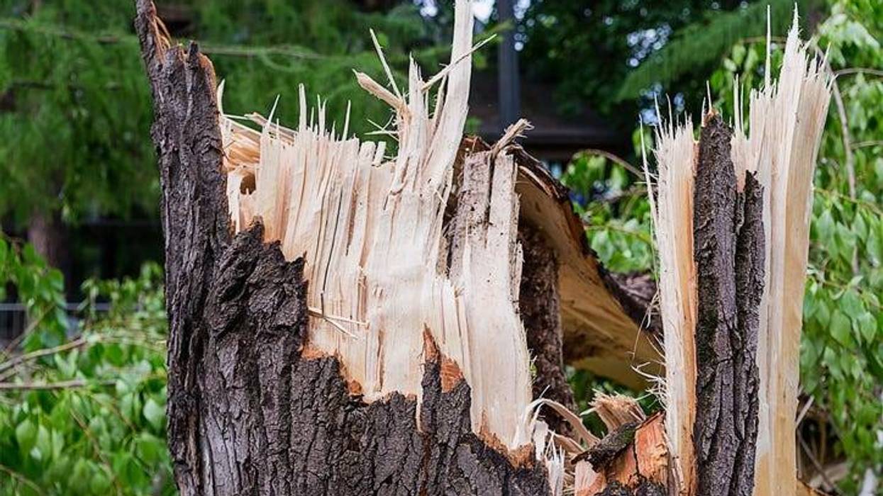 Storm Damage, Broken Tree