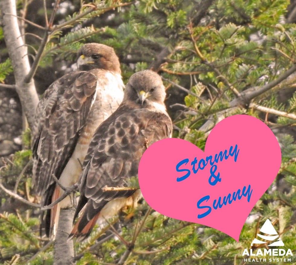 Stormy and Sunny were names submitted by the public and then voted on by staff.