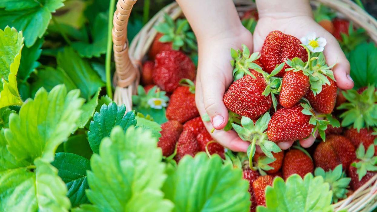 strawberry picking
