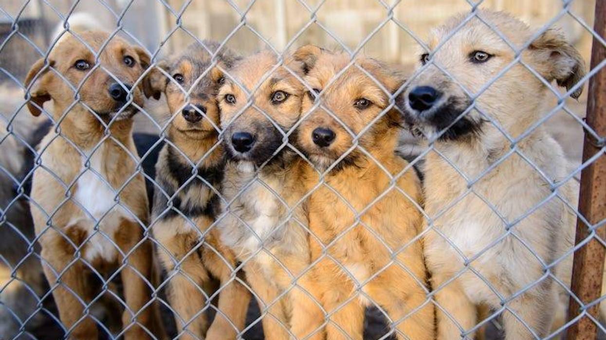 Stray Dogs, Rescues, Shelters, Chain Link Fence