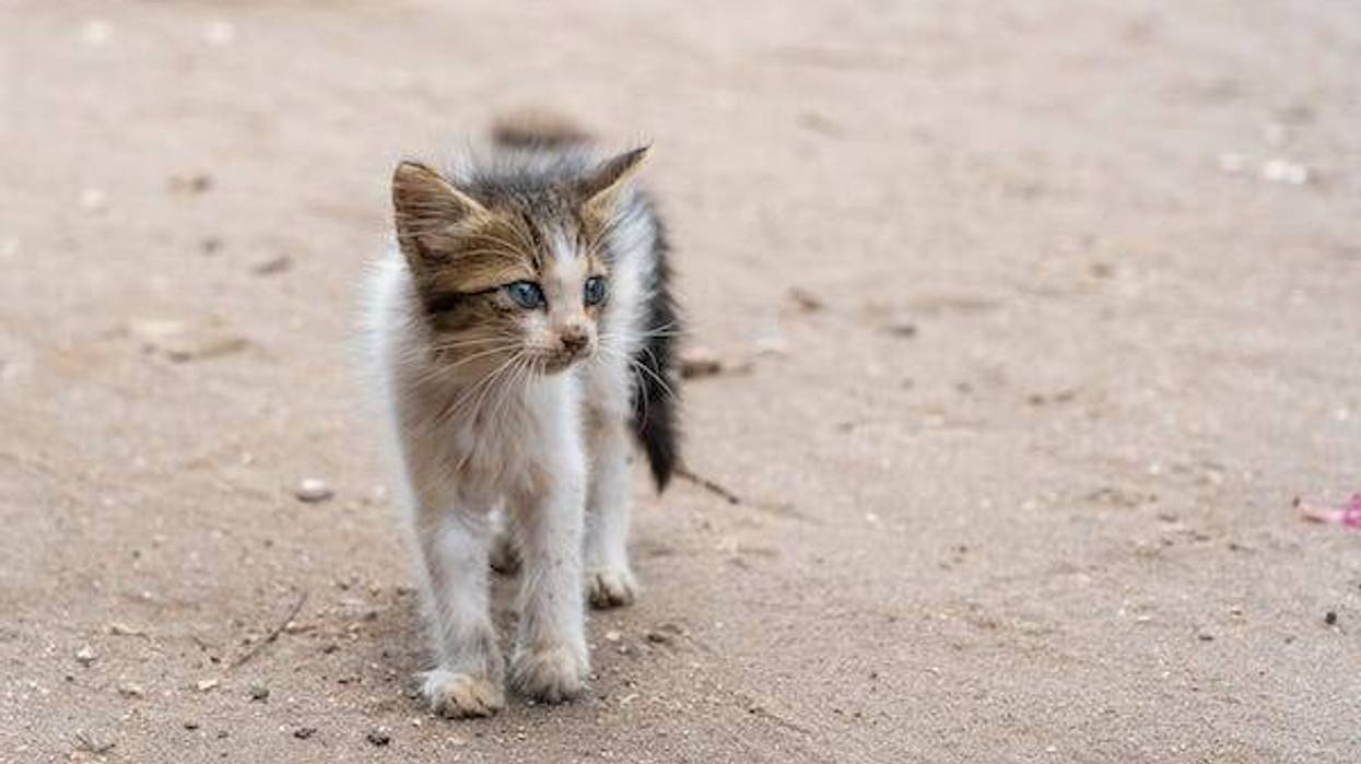 Stray kitten walking on dirt road