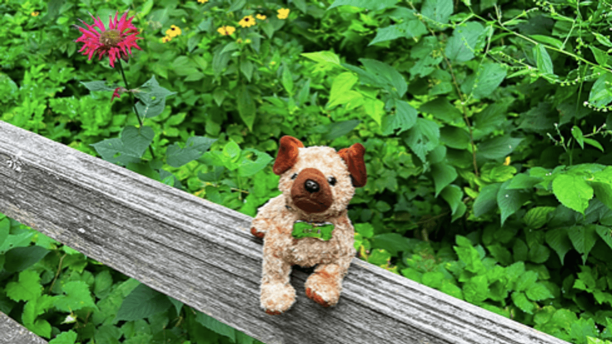 stuffed dog