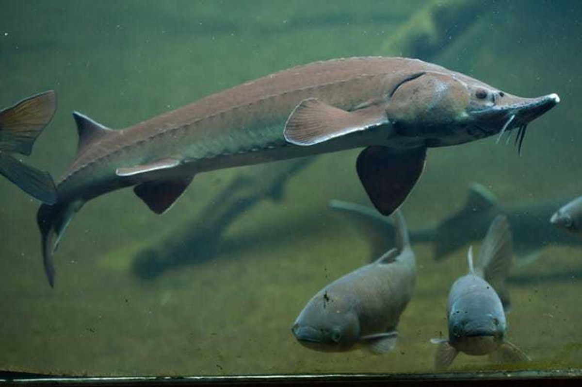 Sturgeon