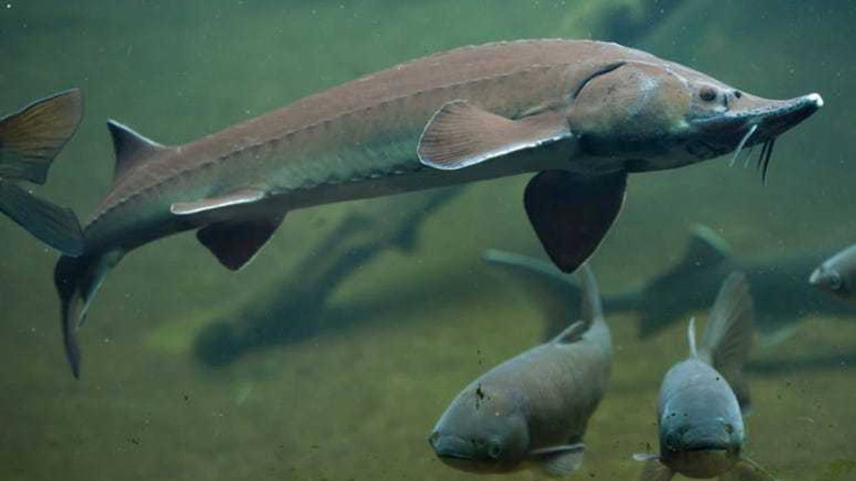 Sturgeon