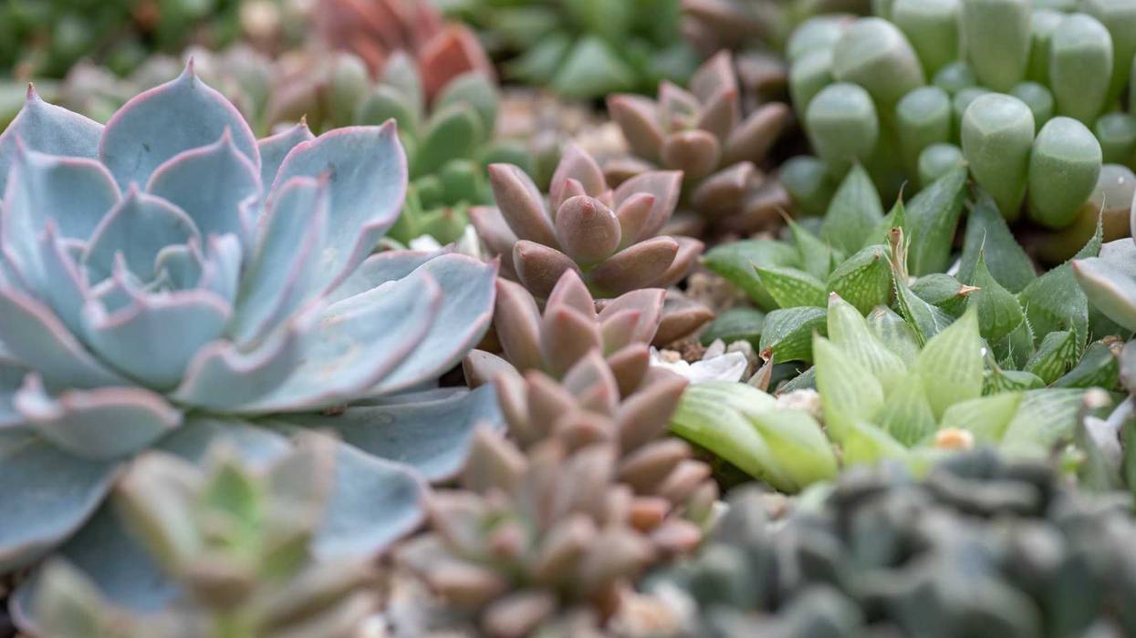 Succulents stock photo.