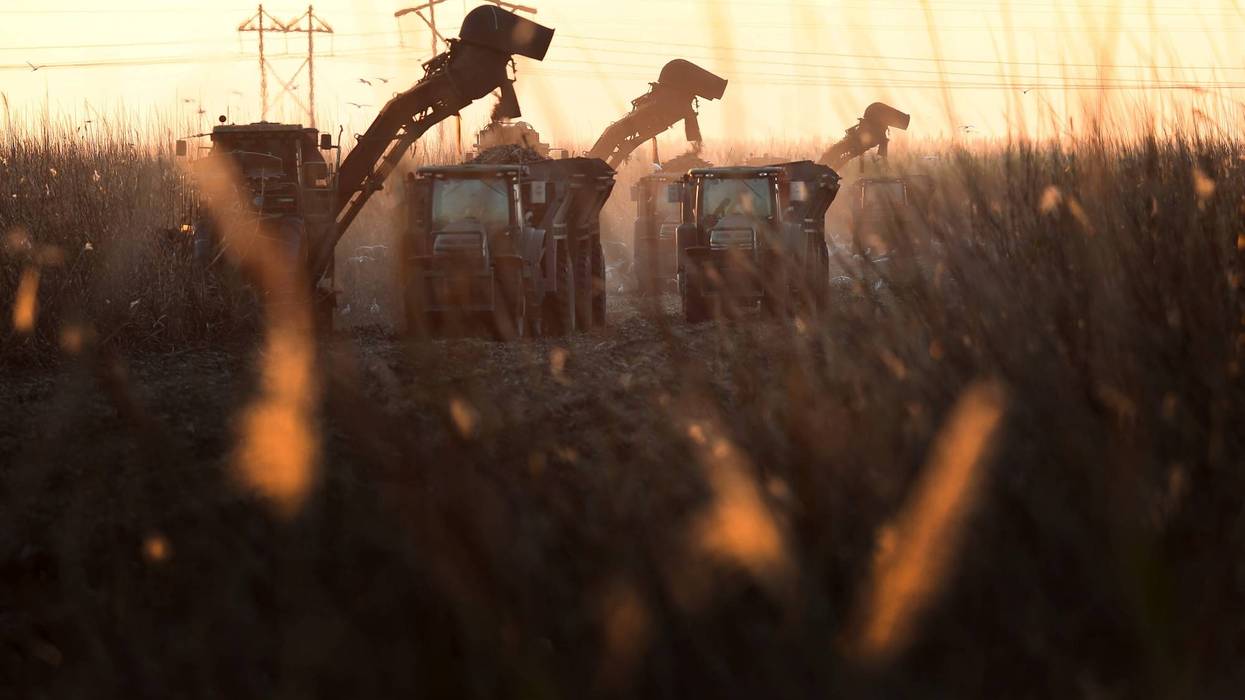 sugar cane harvest