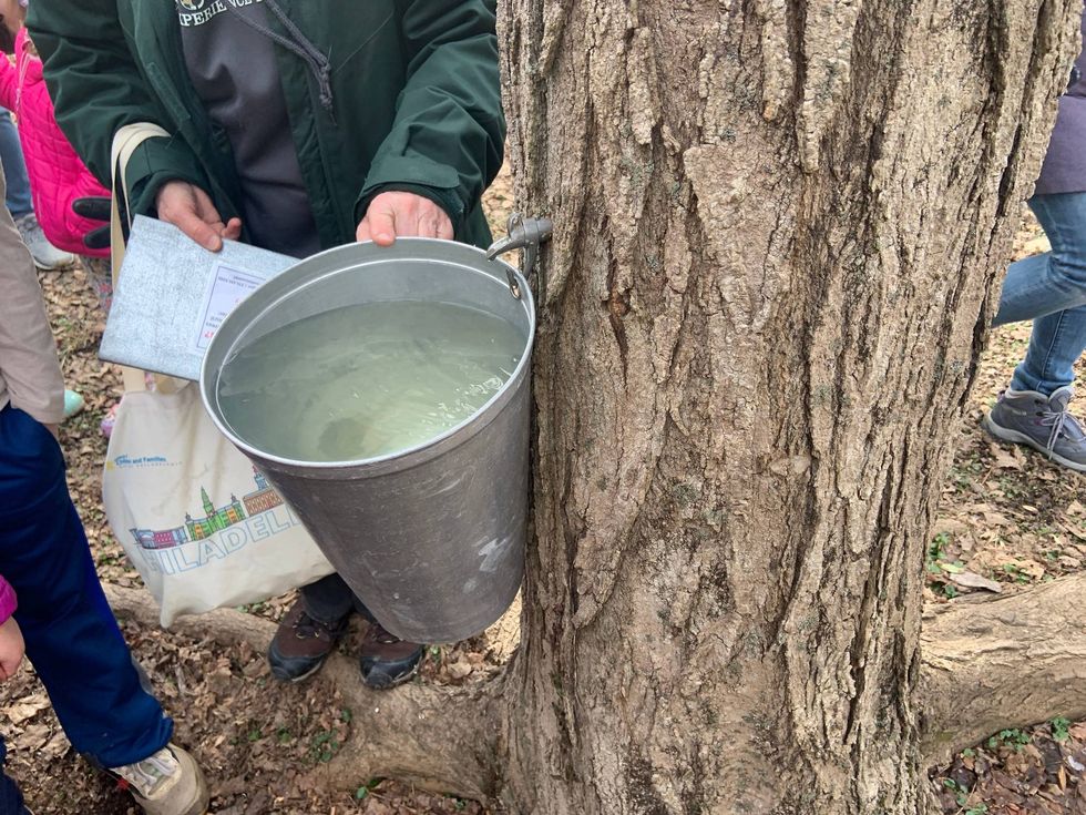 Sugar maple tapping