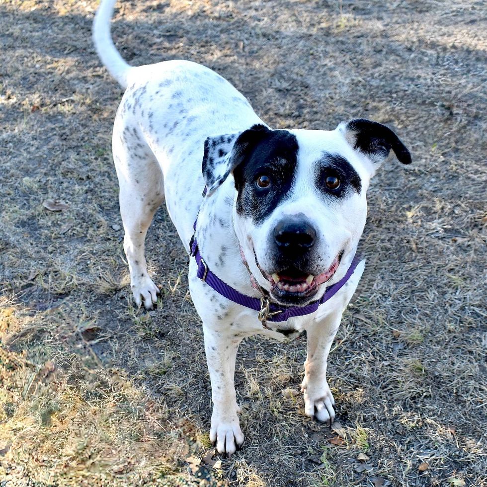 Sugar Plum the dog