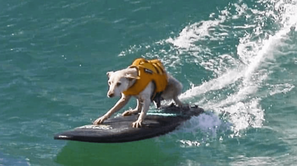 Sugar, five-time world champion surfing dog, has died