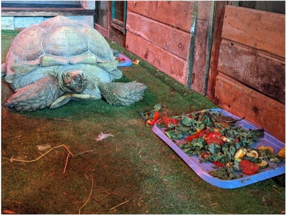 Sulcata tortoise at the shutdown Tri-State Zoological Park, sitting next to rotted food covered in bugs in the