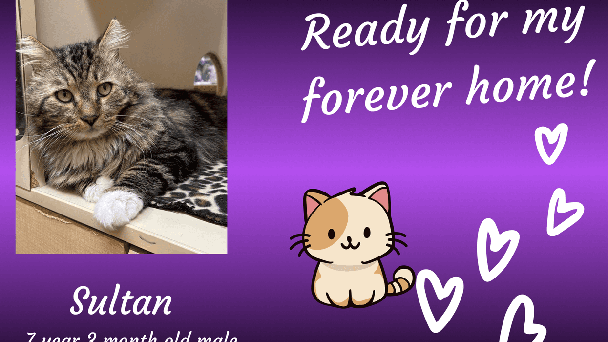 Pepper's Pets: Sultan - ARE Animal Rescue