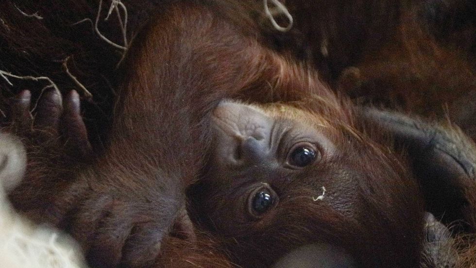 Sumatran orangutan Jambi