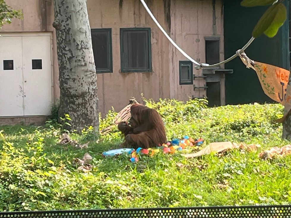 Sumatran orangutan Tua cradles baby Jambi in her arm.