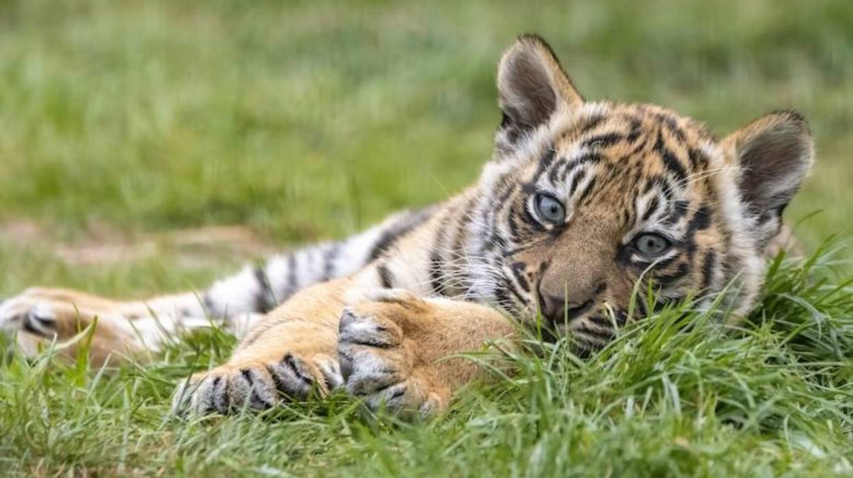 Dallas Zoo asks for help naming new Sumatran tiger cub