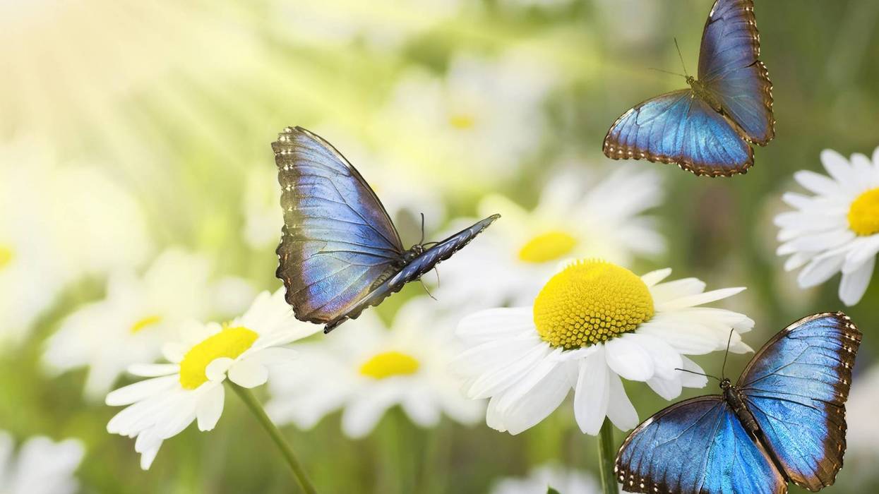 Summer Flowers And Butterflies