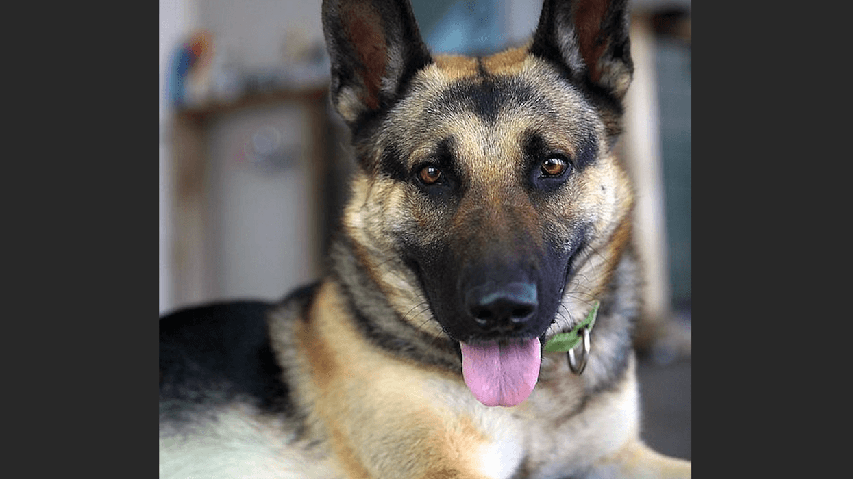 "Summer" was reunited with its owner on Thursday.