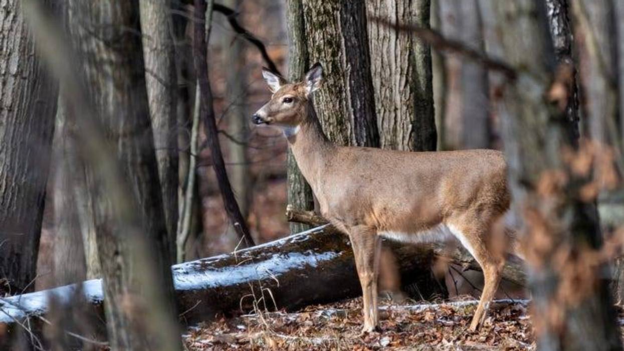 Sunday hunting expanded in new 2026-27 state game season