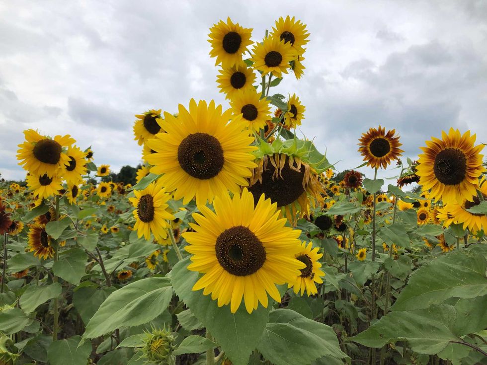 Sunflower field, Sunflowers of Sanborn