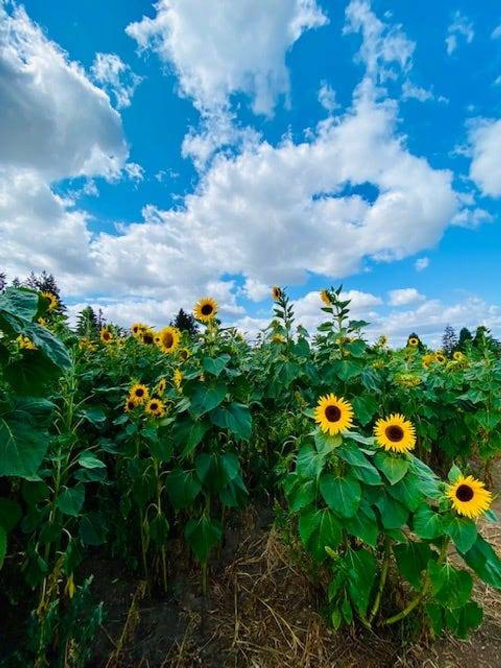 Sunflower Field