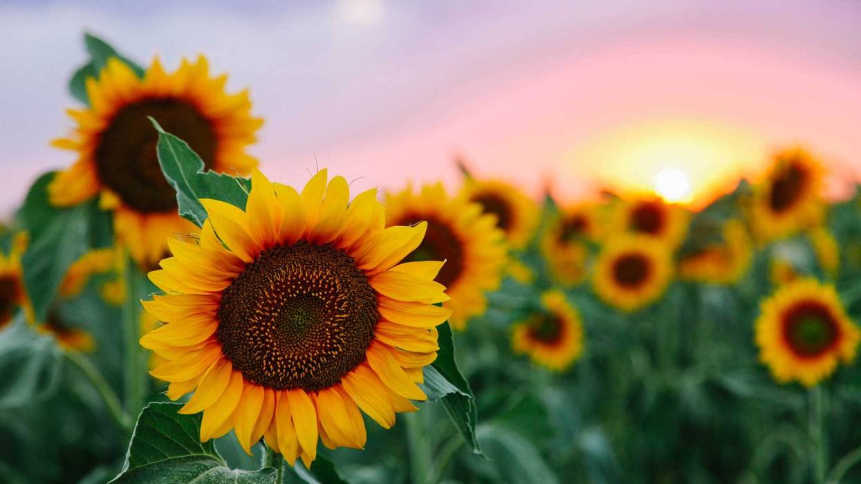 sunflower