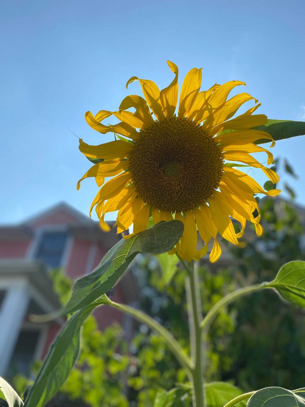 Sunflower