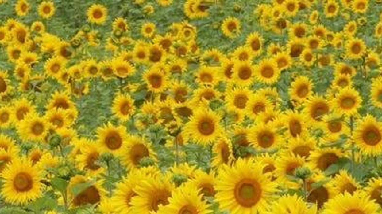 Sunflowers at Columbia Bottom Conservation Area