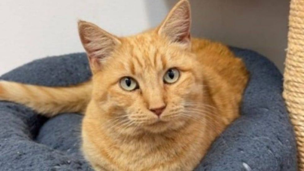 Sunny @ Austin Humane Society 1/08/25