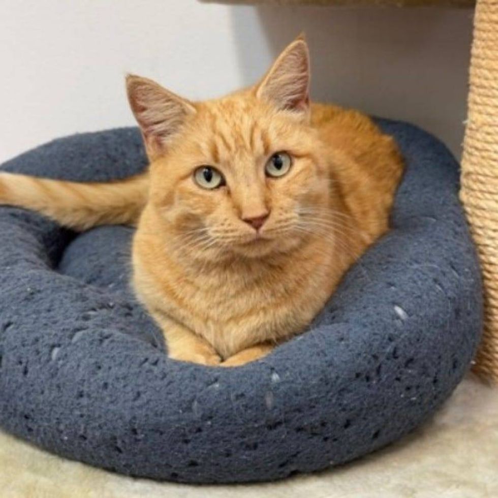 Sunny @ Austin Humane Society