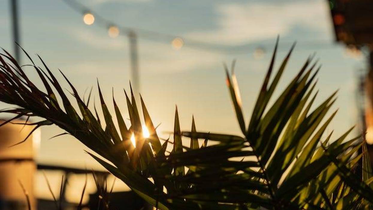 Sunset on the pier, palm tree in the foreground, blurred chain of lights in the background.