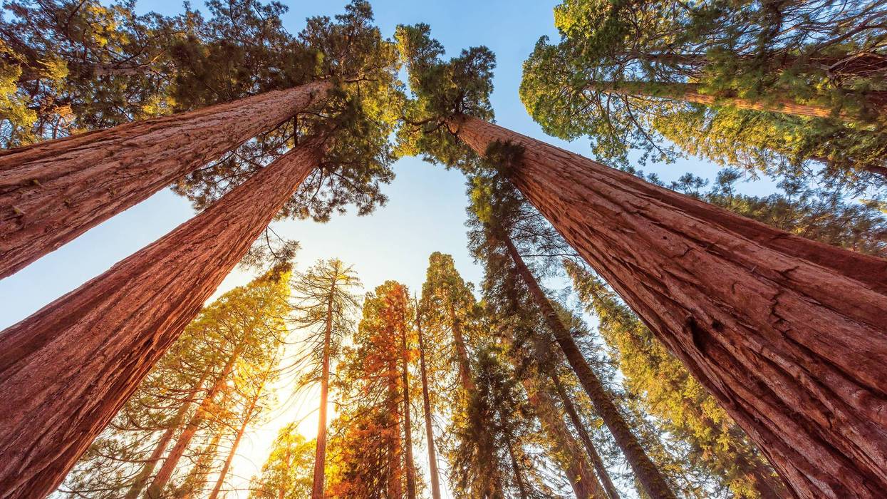 Sunset view of famous giant sequoia trees, also known as giant redwoods or Sierra redwoods, on a beautiful sunny day with green meadows in summer, Sequoia National Park, Sierra Nevada Mountains, California, USA