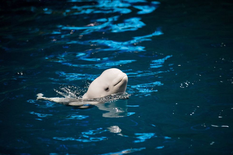 Surviving beluga whale calf of 31-year-old beluga whale, Naya