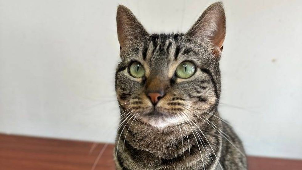 Susie @ Austin Humane Society 5/22/24