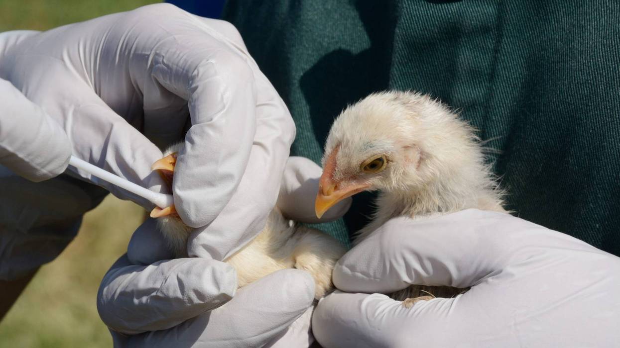 Swabbing mixed breed baby chicks to test for avian influenza