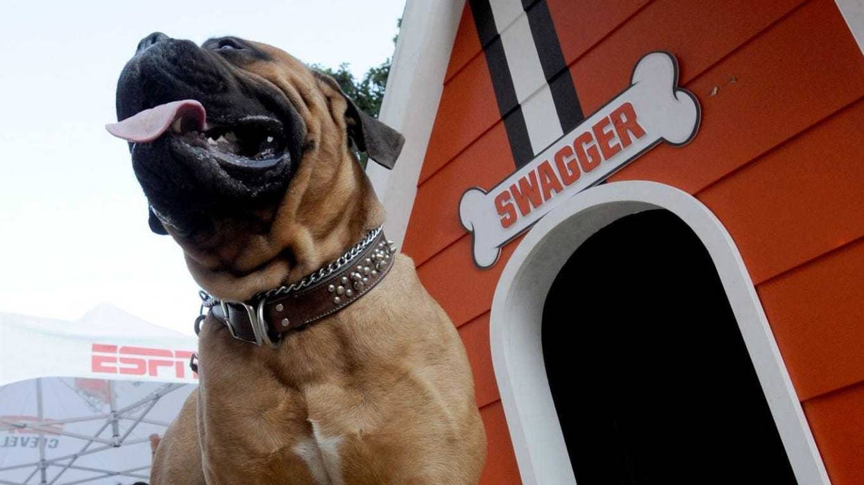Swagger the Cleveland Browns mascot