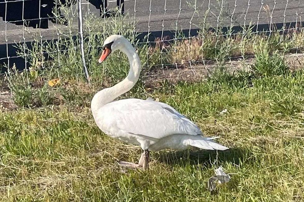 Swan