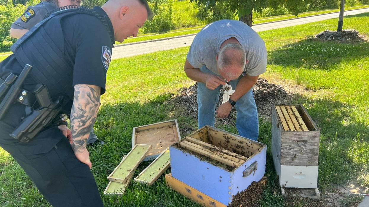 swarm of bees in Olathe