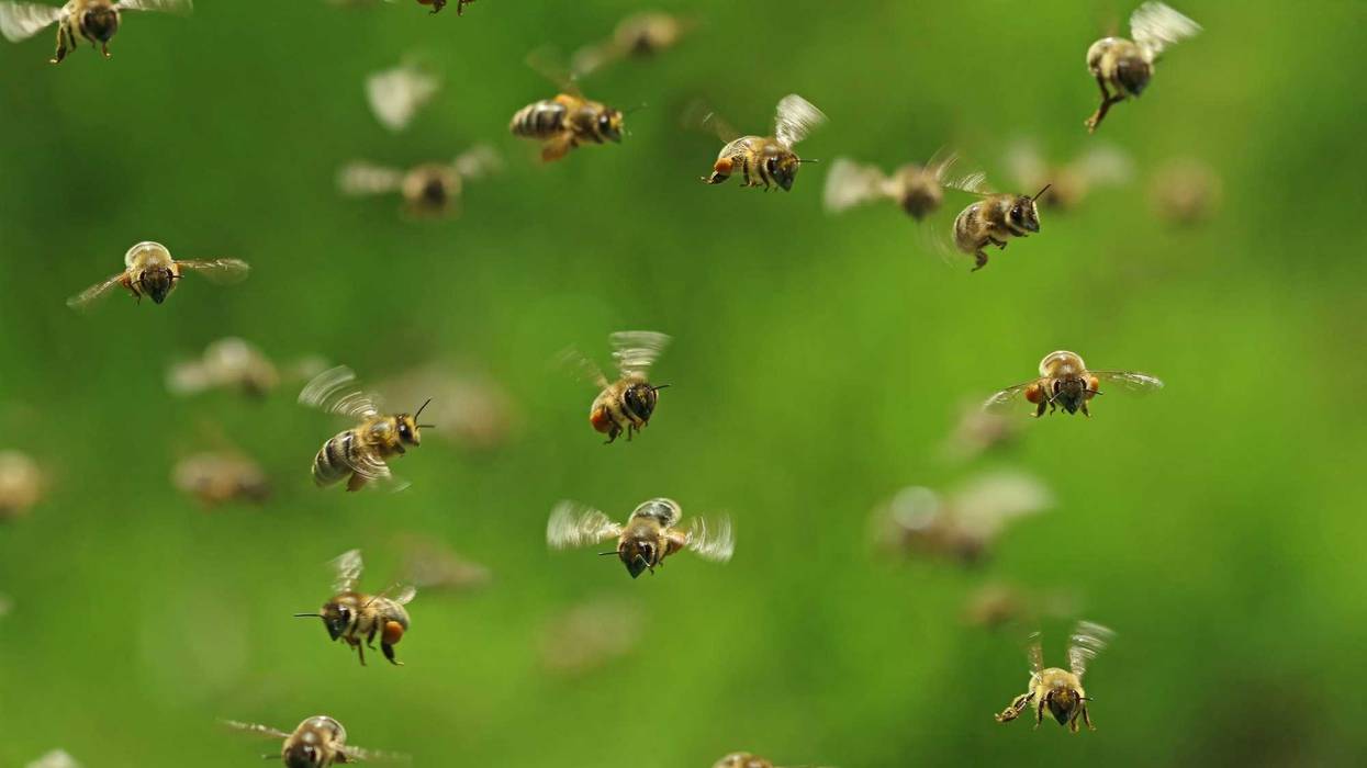 Swarm of bees stock photo.