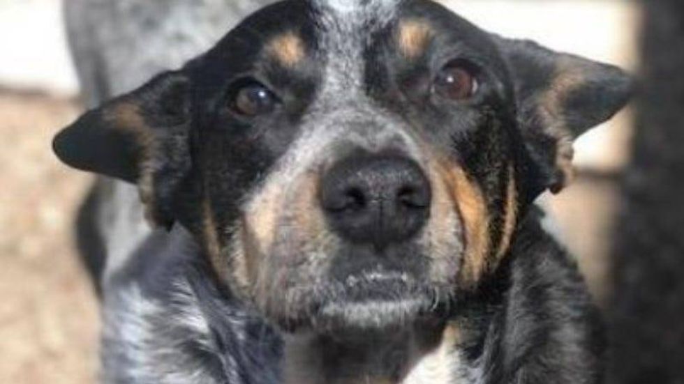 Sweet Girl Austin Humane Society March 2021