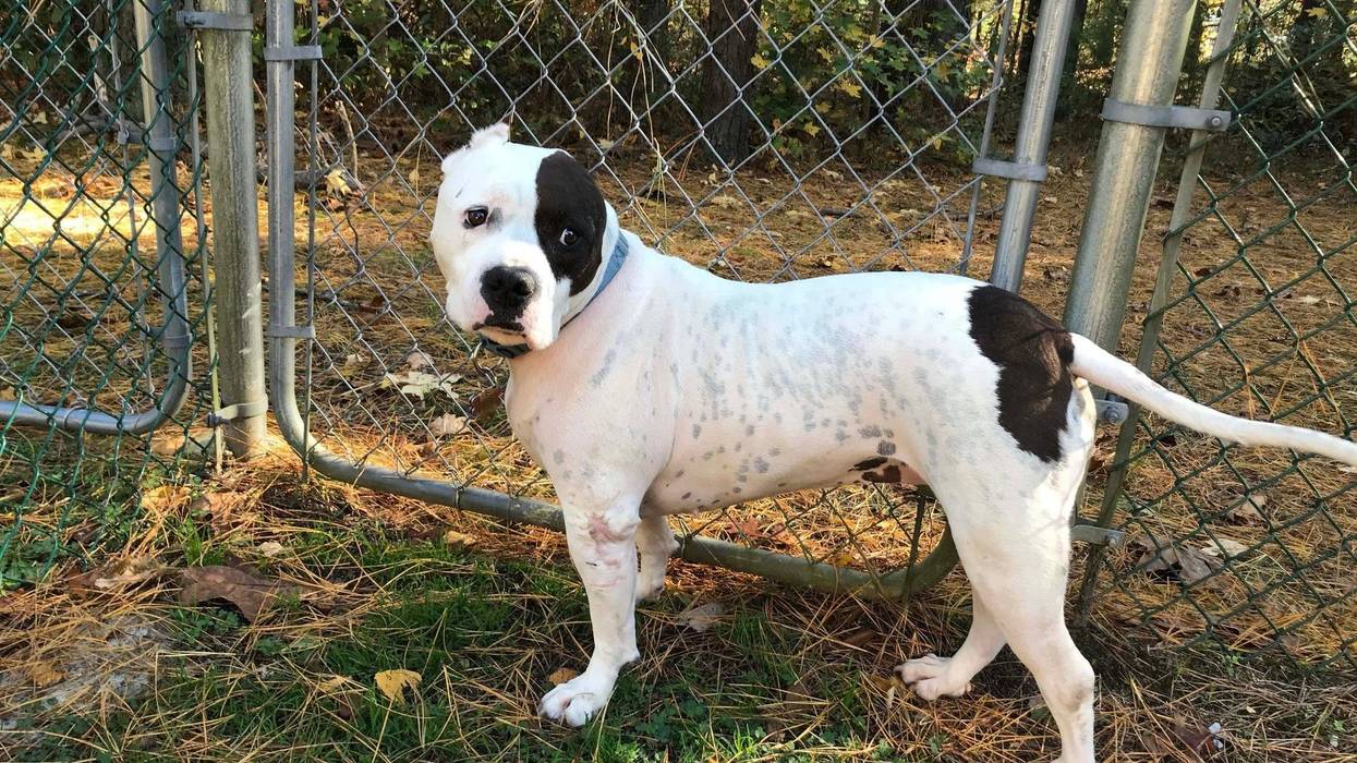 Sweet Pea takes a walk around her enclosure at Kathy McGuire's Winslow Township home.
