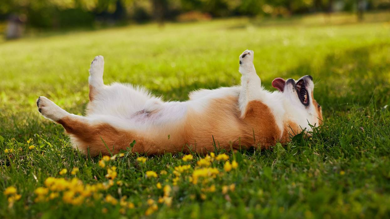 Sweltering Saturday forecast with triple-digit heat index