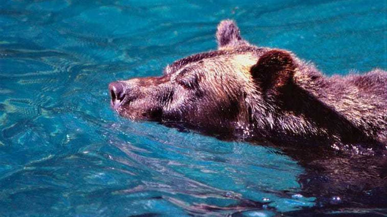 Swimming bears
