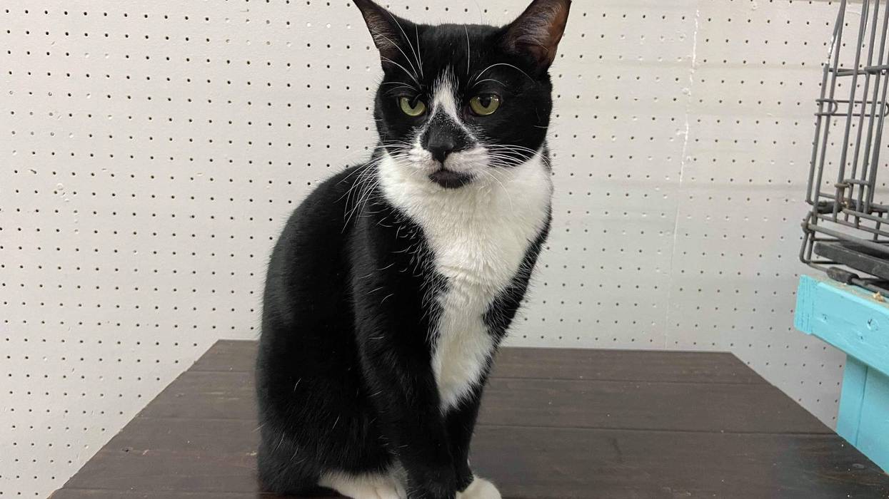 Sylvester - ARE Animal Rescue