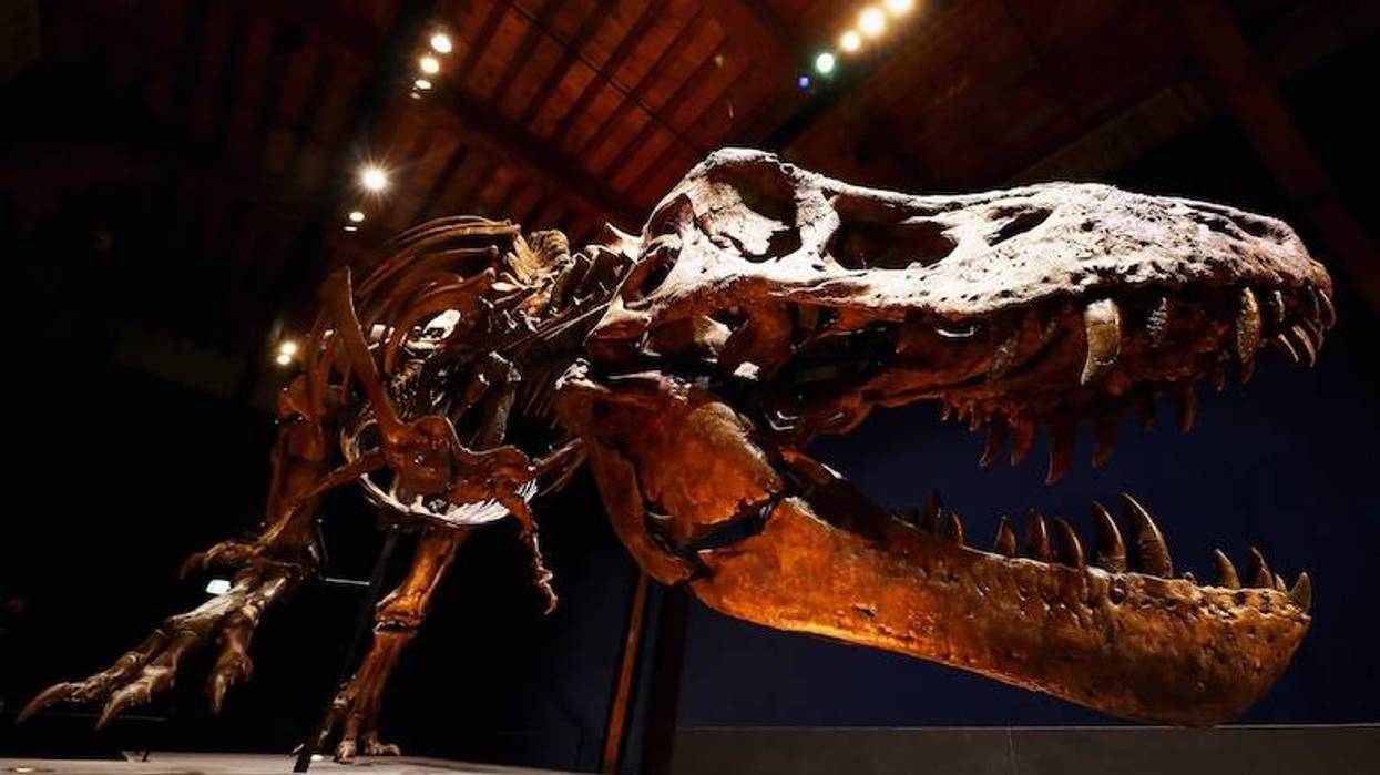 New species of T-Rex identified from fossils recovered in North Texas