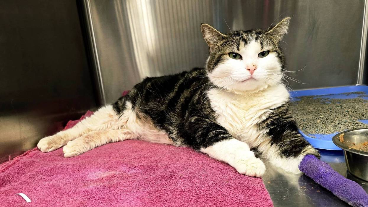 Tabby and white cat with a bandaged purple paw resting on a pink towel at the vet.