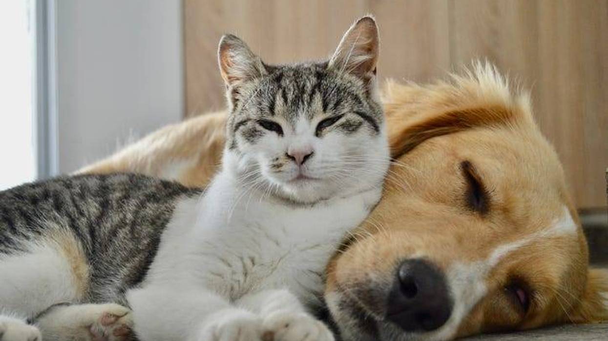 Tabby cat snuggles with golden retriever