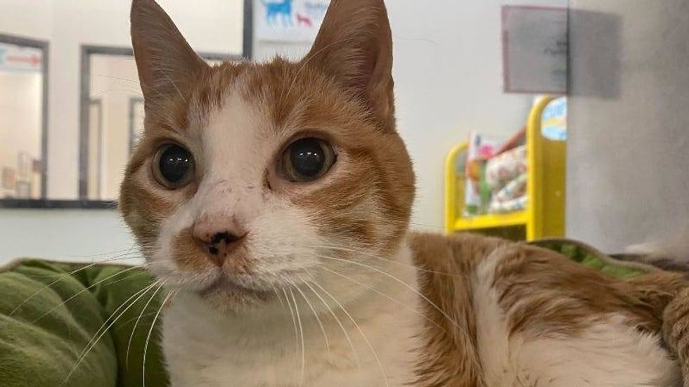 Taco @ Austin Humane Society 4/6/22