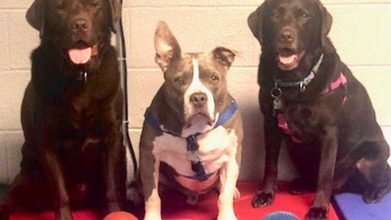 Tail Waggers Academy