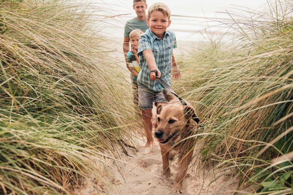 Take Fido on vacation