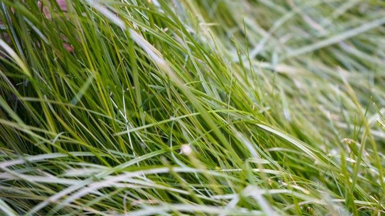 Tall grass