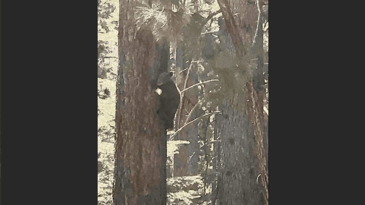 "Tamarack" the bear was spotted climbing a tree in South Lake Tahoe,